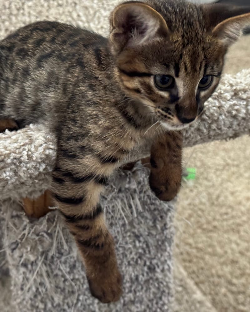 F3 Savannah cat kitten