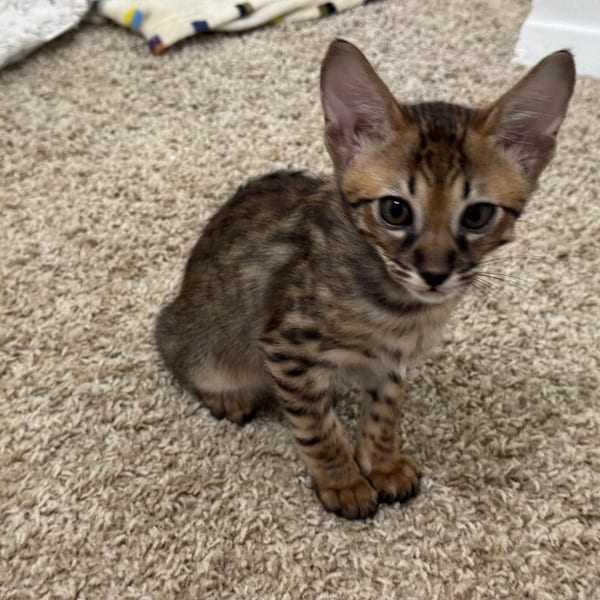 Jabari — F3 Savannah kitten