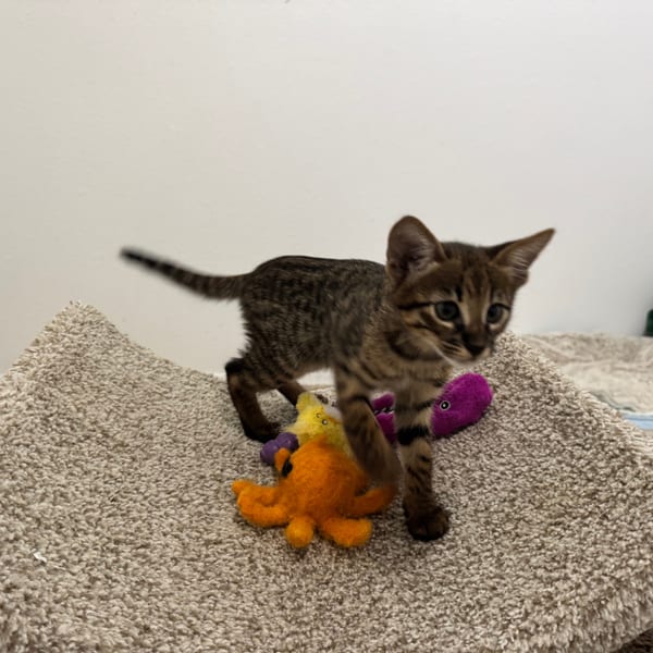 Zaire — F3 Savannah kitten